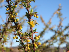 Berberis glomerata