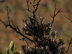 Tillandsia virescens