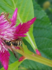 Hoplitimyia constans