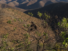 Tillandsia virescens