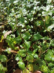 Mentha australis