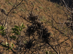 Tillandsia virescens