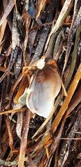 Barbatia pistachia image