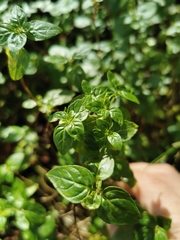 Mentha australis