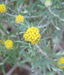 Helichrysum splendidum