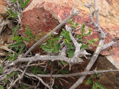 Bridgesia incisifolia