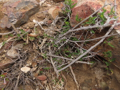 Bridgesia incisifolia