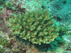 Acropora valida