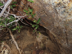 Bridgesia incisifolia