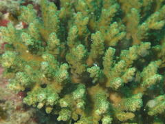 Acropora valida