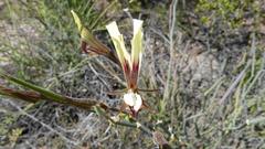 Pelargonium tetragonum
