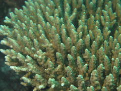 Acropora valida
