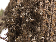 Tillandsia virescens