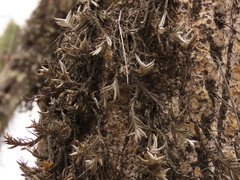 Tillandsia virescens