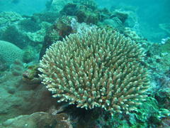 Acropora valida