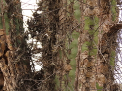 Tillandsia virescens
