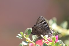 Ogyris amaryllis
