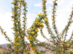 Berberis glomerata