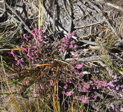 Erica mollis