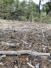 Boechera sanluisensis