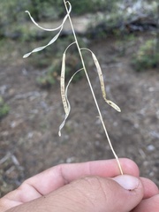 Boechera sanluisensis