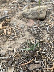 Boechera sanluisensis