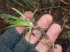 Libertia chilensis