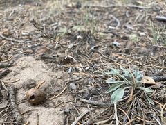 Physaria rectipes