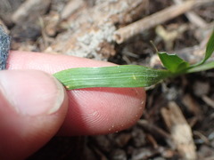 Libertia chilensis