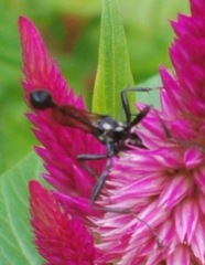 Eremnophila aureonotata