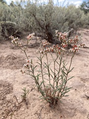 Eriogonum microtheca simpsonii