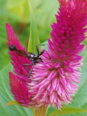 Eremnophila aureonotata