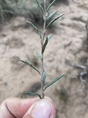 Eriogonum microtheca simpsonii