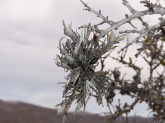 Tillandsia virescens