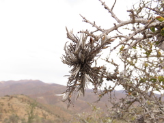 Tillandsia virescens