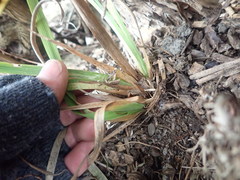 Libertia chilensis