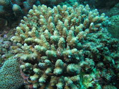 Acropora verweyi