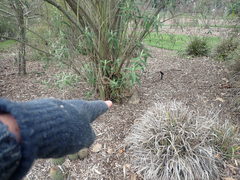 Libertia chilensis