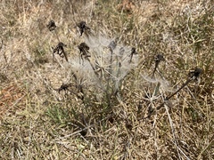 Tragopogon coelesyriacus