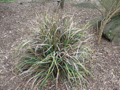 Libertia chilensis