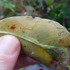 Eumetriochroa panacitorsens