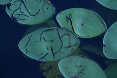 Polypedilum braseniae