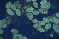 Polypedilum braseniae