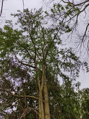 Plagianthus regius regius