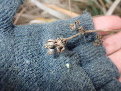 Libertia chilensis