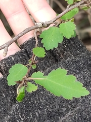 Plagianthus regius regius