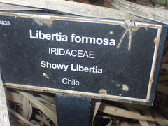 Libertia chilensis