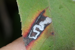 Stigmella heteromelis