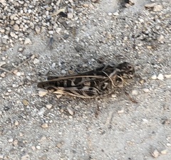 Hippiscus ocelote