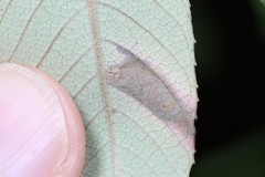 Stigmella heteromelis